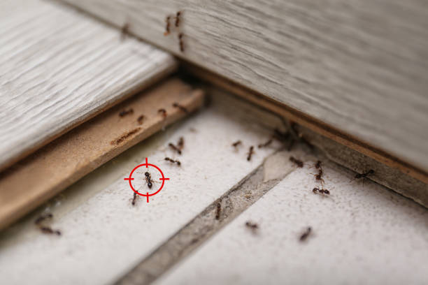 Best Insect Control  in Roanoke, TX