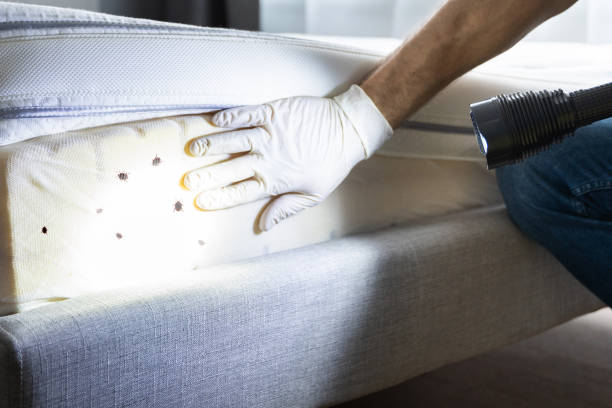Best Ant Control Services  in Roanoke, TX
